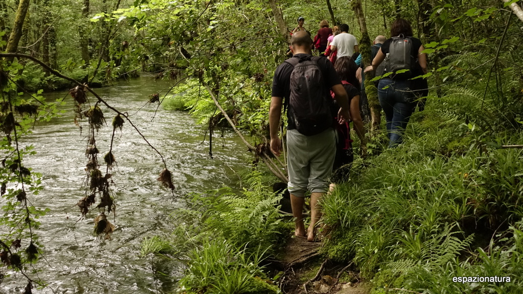 INTRODUCCIÓN FOREST MINDFULNESS